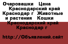 Очаровашки › Цена ­ 7 000 - Краснодарский край, Краснодар г. Животные и растения » Кошки   . Краснодарский край,Краснодар г.